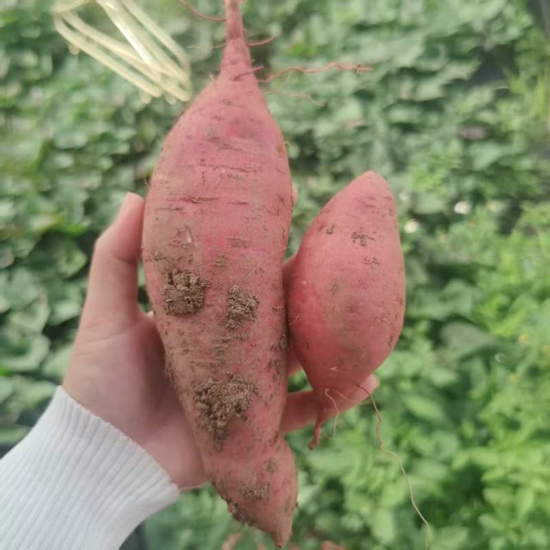 云南西瓜红