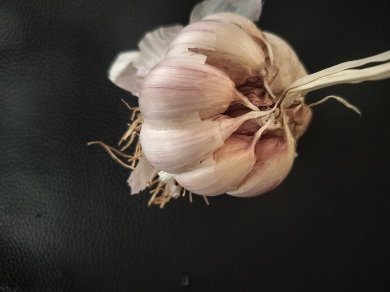 紫皮大蒜
