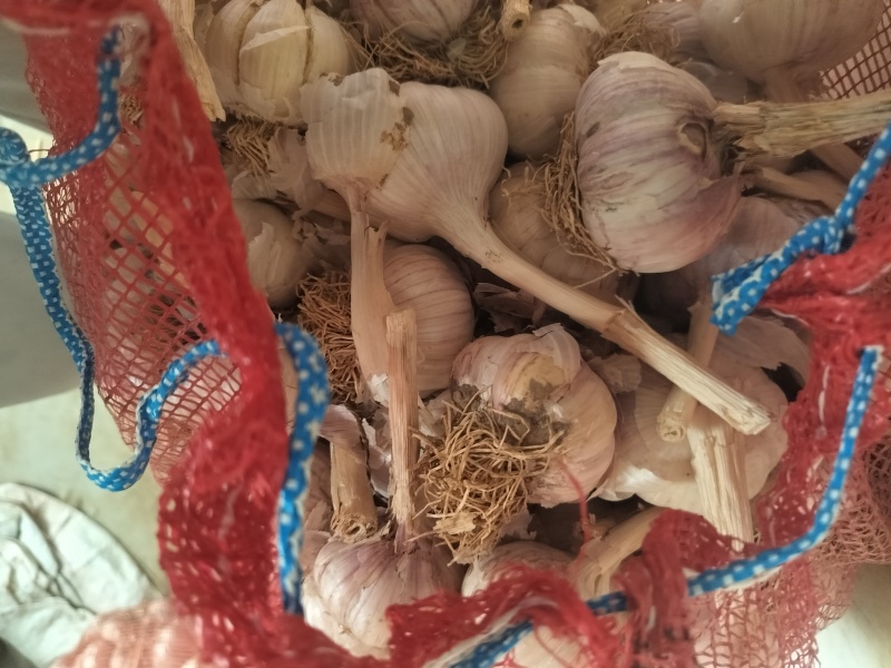 紫皮大蒜