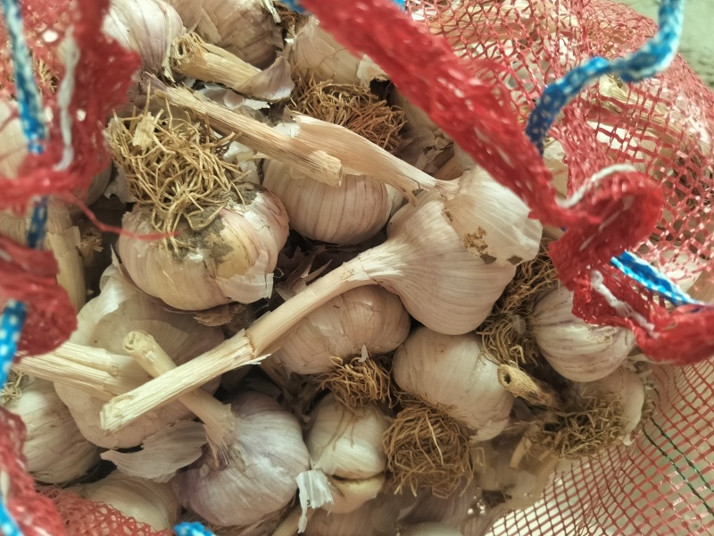 紫皮大蒜