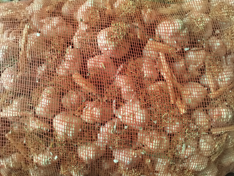 紫皮大蒜