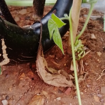 大连黑人茄子紫把