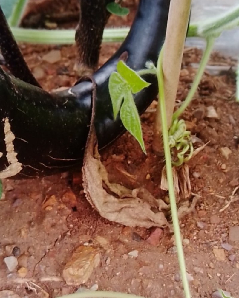 大连黑人茄子紫把