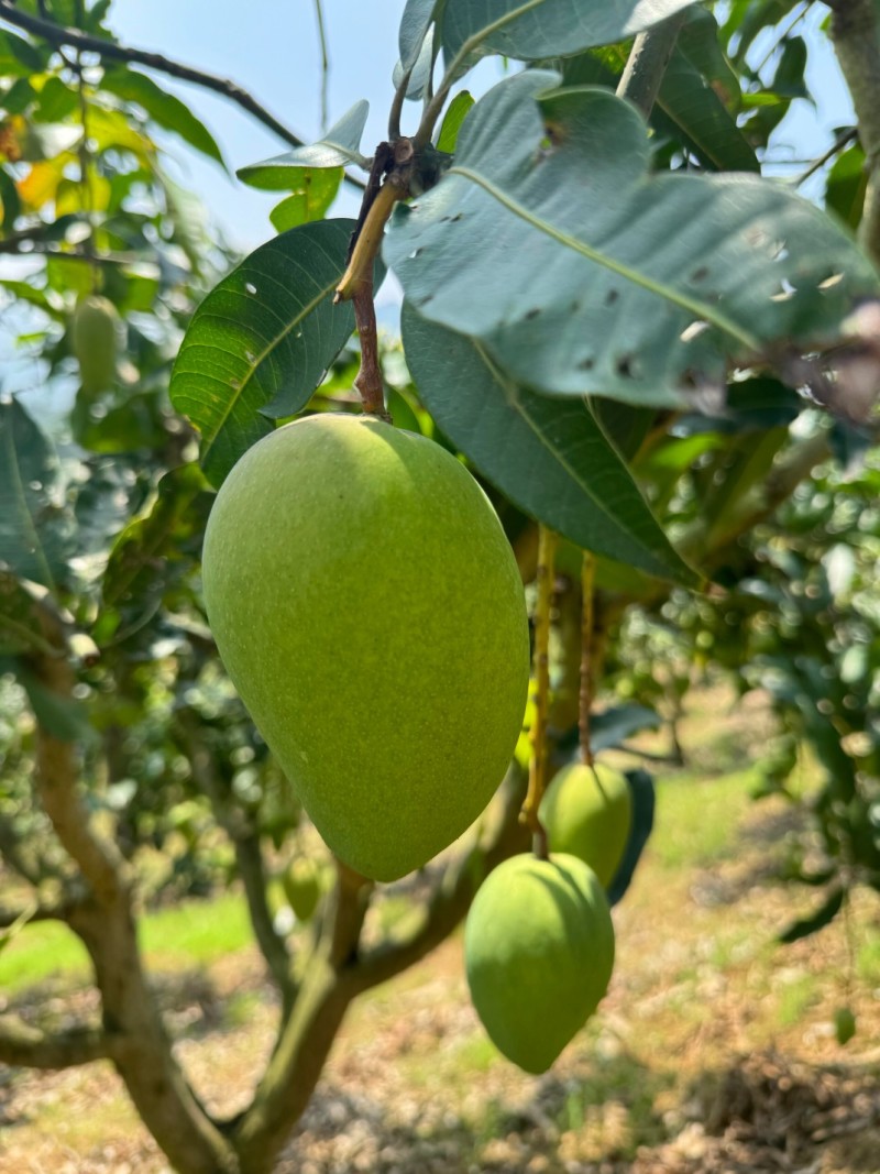 百色台农芒接全国一件代发、批发，可对接电商平台！全网最