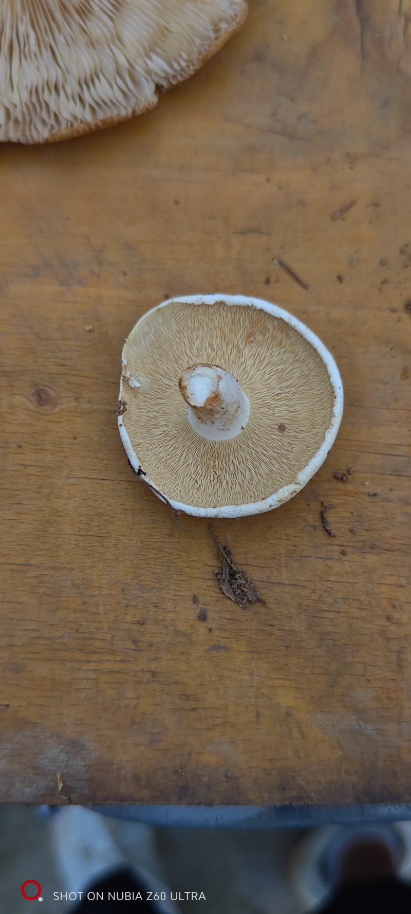 烤干石灰菌辣乳菇