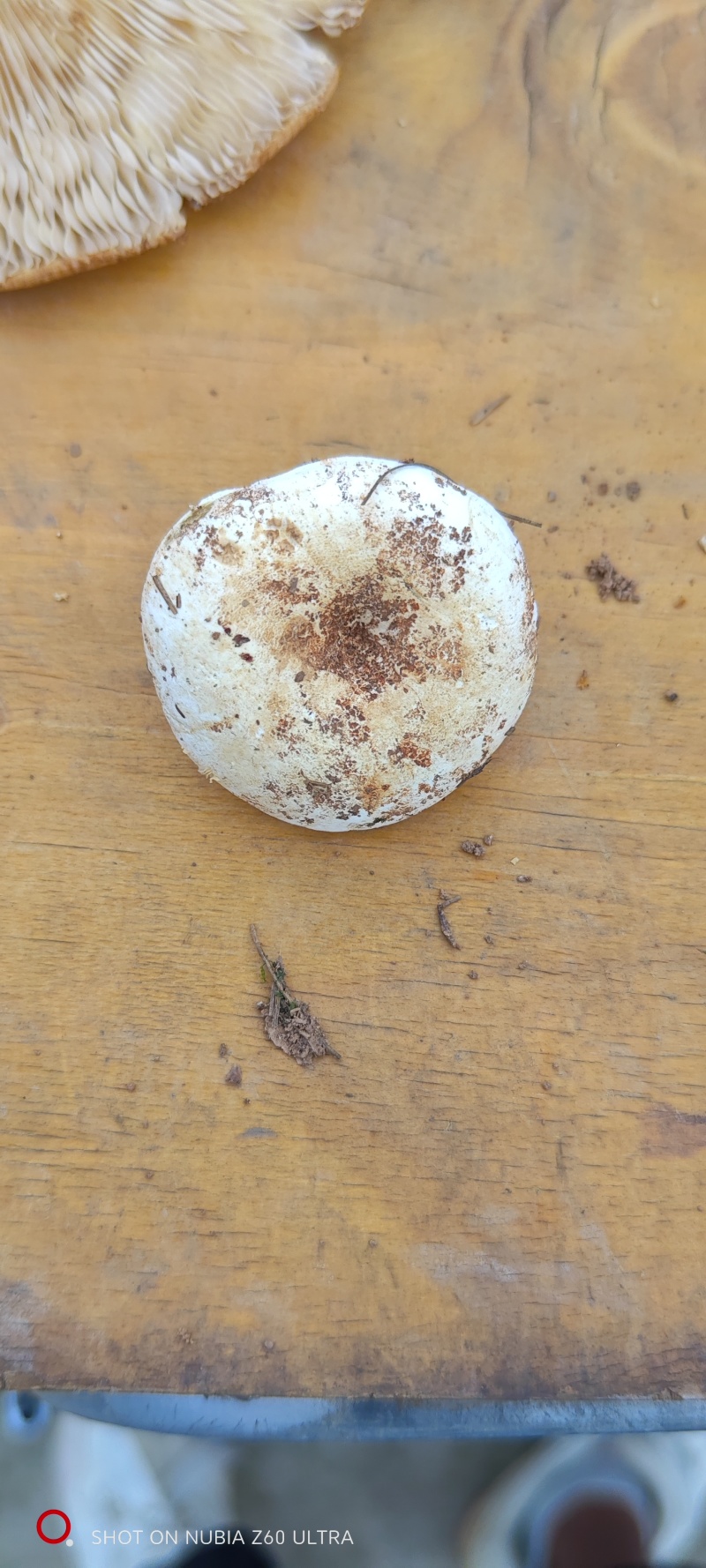 烤干石灰菌辣乳菇