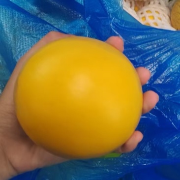 西双版纳黄金果