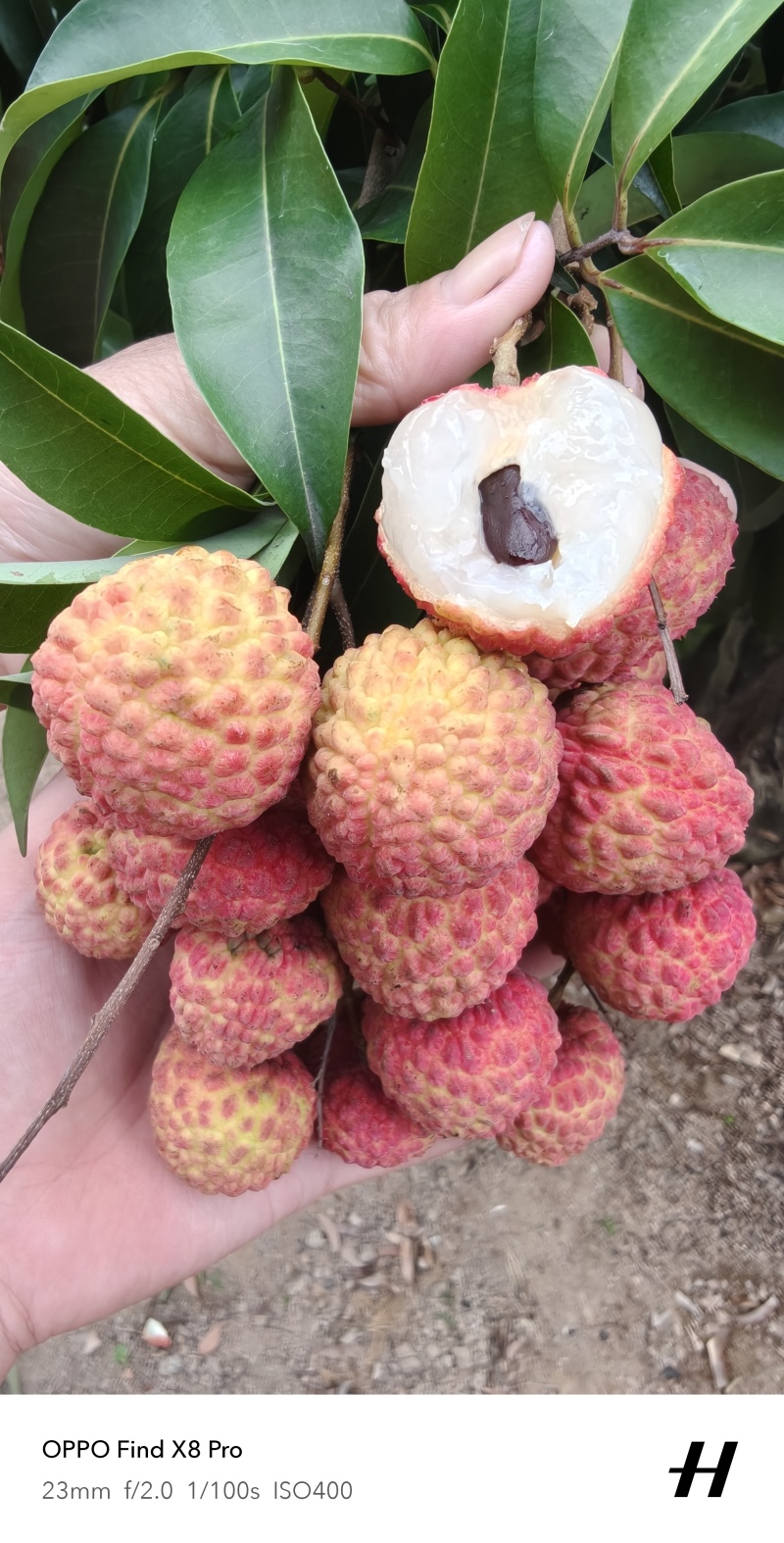 福建漳州漳浦乌石荔枝