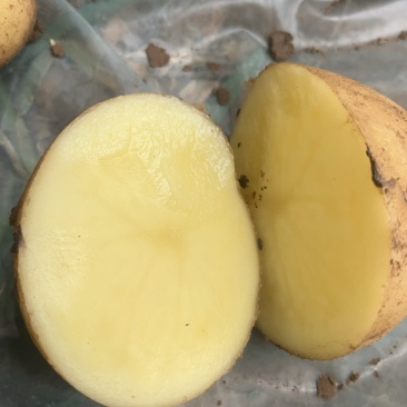 沃土土豆，土豆
