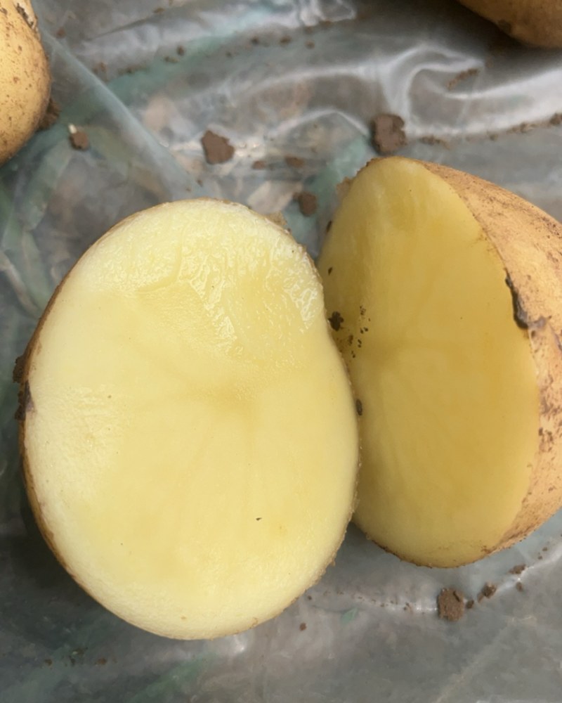沃土土豆，土豆