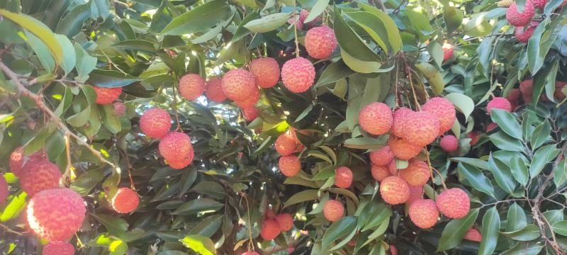 桂味