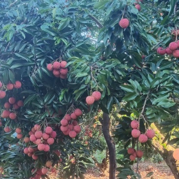 桂味
