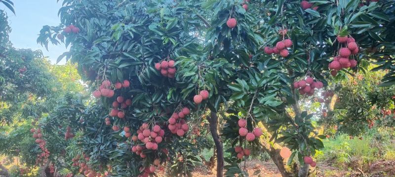 桂味