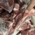 肥猪带肉扇骨，三个月以内生产的新货，10公斤16-20，带肉