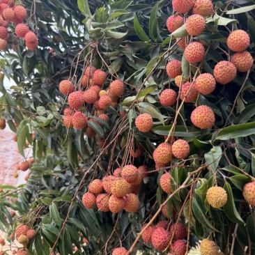 荔枝