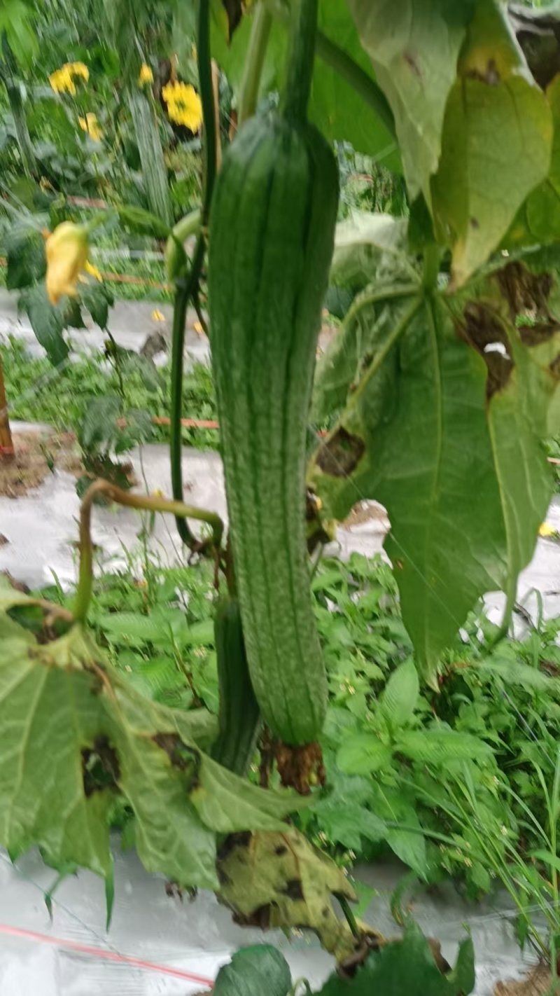 新鲜青皮丝瓜预计几十亩，预计产量上万斤