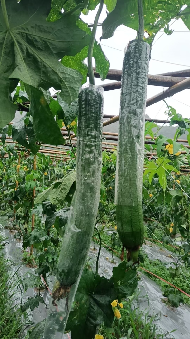 新鲜青皮丝瓜预计几十亩，预计产量上万斤