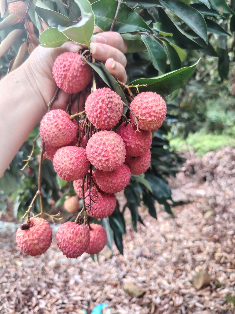 老树桂味荔枝