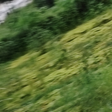 水苔草
