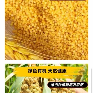 有机小米
