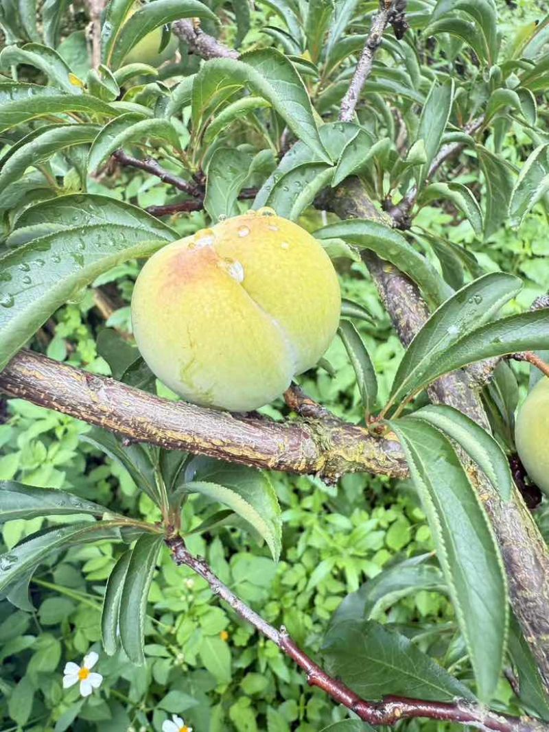 贵州蜂糖李