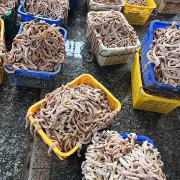 二级肥猪熟小肠