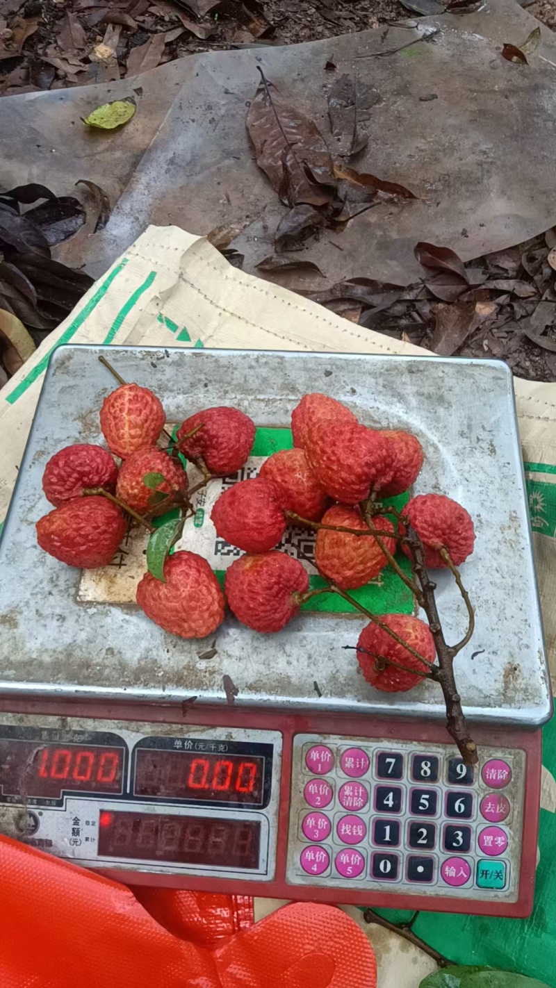 广东增城仙进奉，大果，16-20个一斤