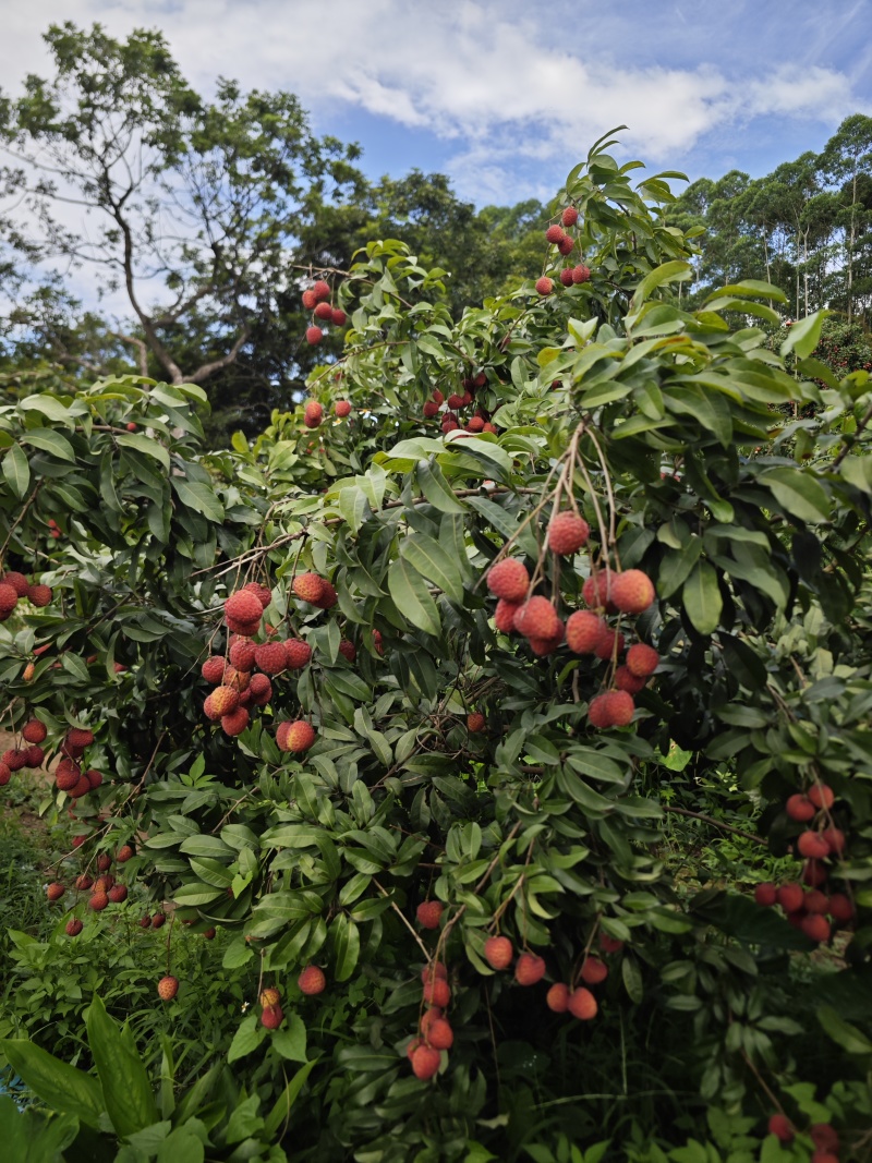 广东增城仙进奉，大果，16-20个一斤