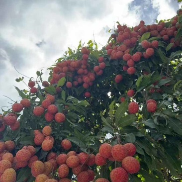 糯米糍荔枝