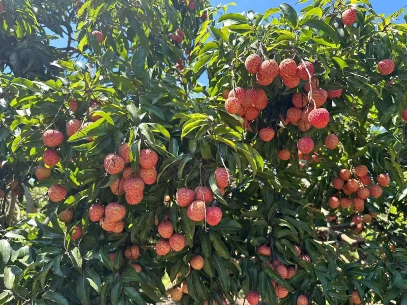 糯米糍荔枝