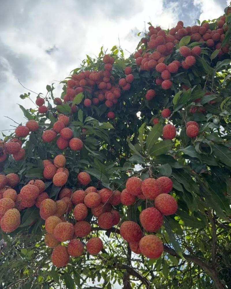 糯米糍荔枝