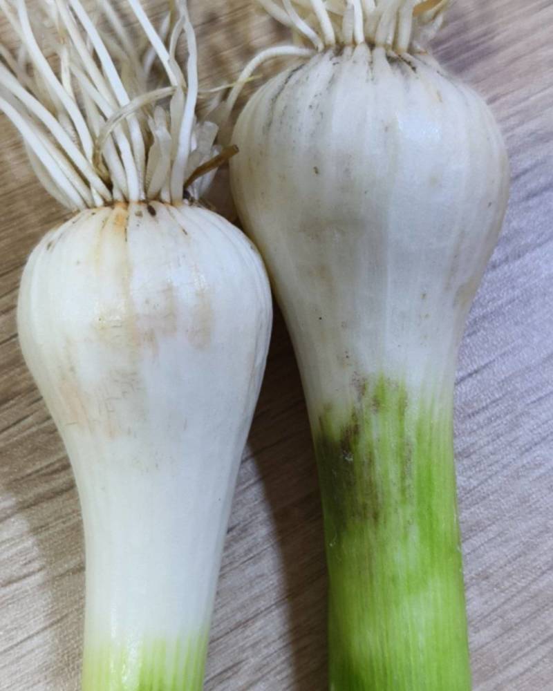 东北白皮蒜