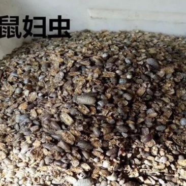 山东野生鼠妇虫纯正中药材