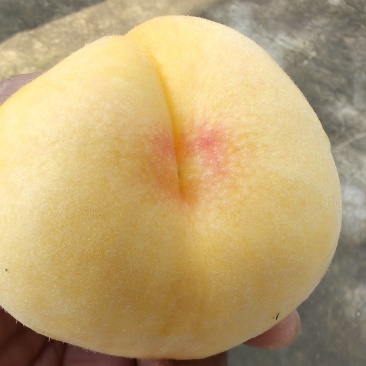 桃