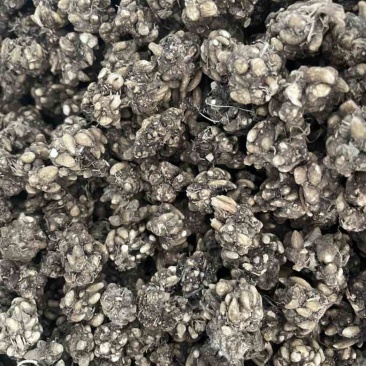 产地直发各种规格猫爪草各种类型猫爪草