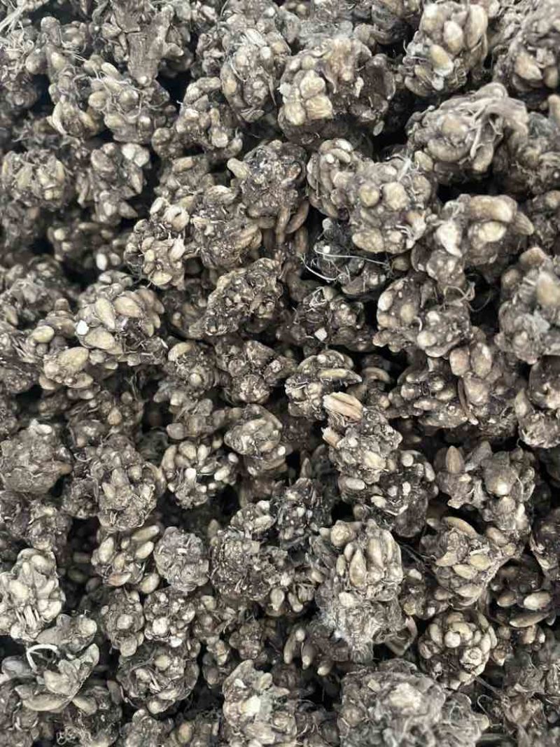 产地直发各种规格猫爪草各种类型猫爪草
