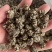 产地直发各种规格猫爪草各种类型猫爪草