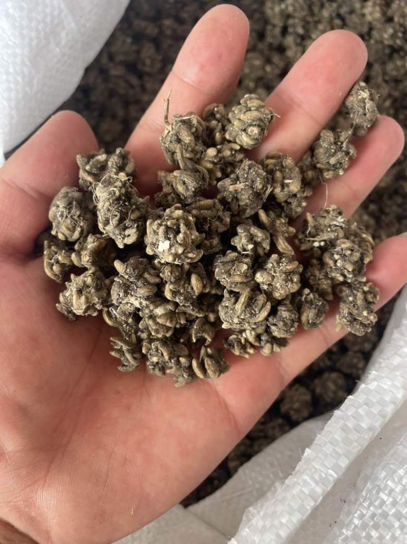 产地直发各种规格猫爪草各种类型猫爪草