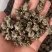 产地直发各种规格猫爪草各种类型猫爪草