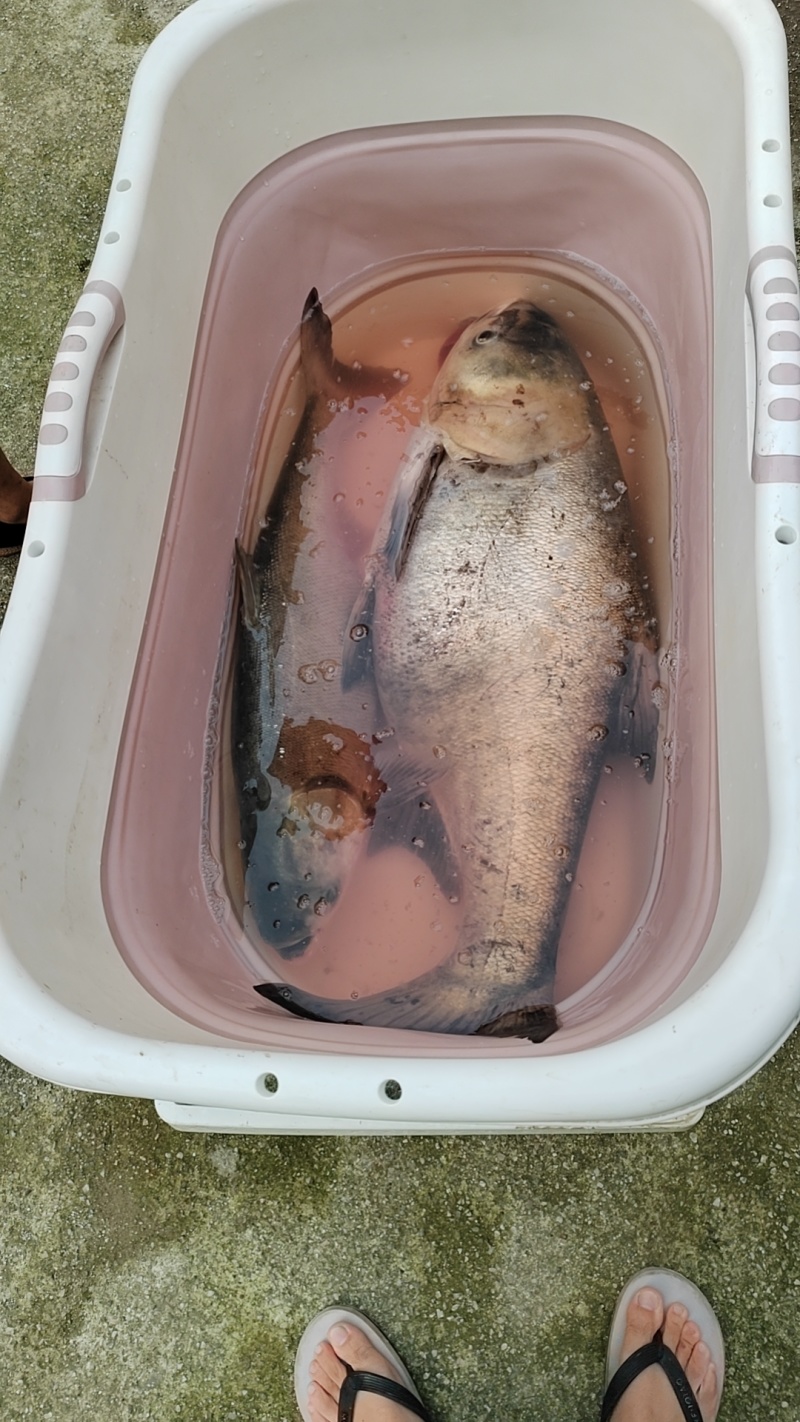 纯野生鲢鳙