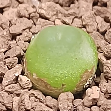 肉锥拉登二年苗包邮。