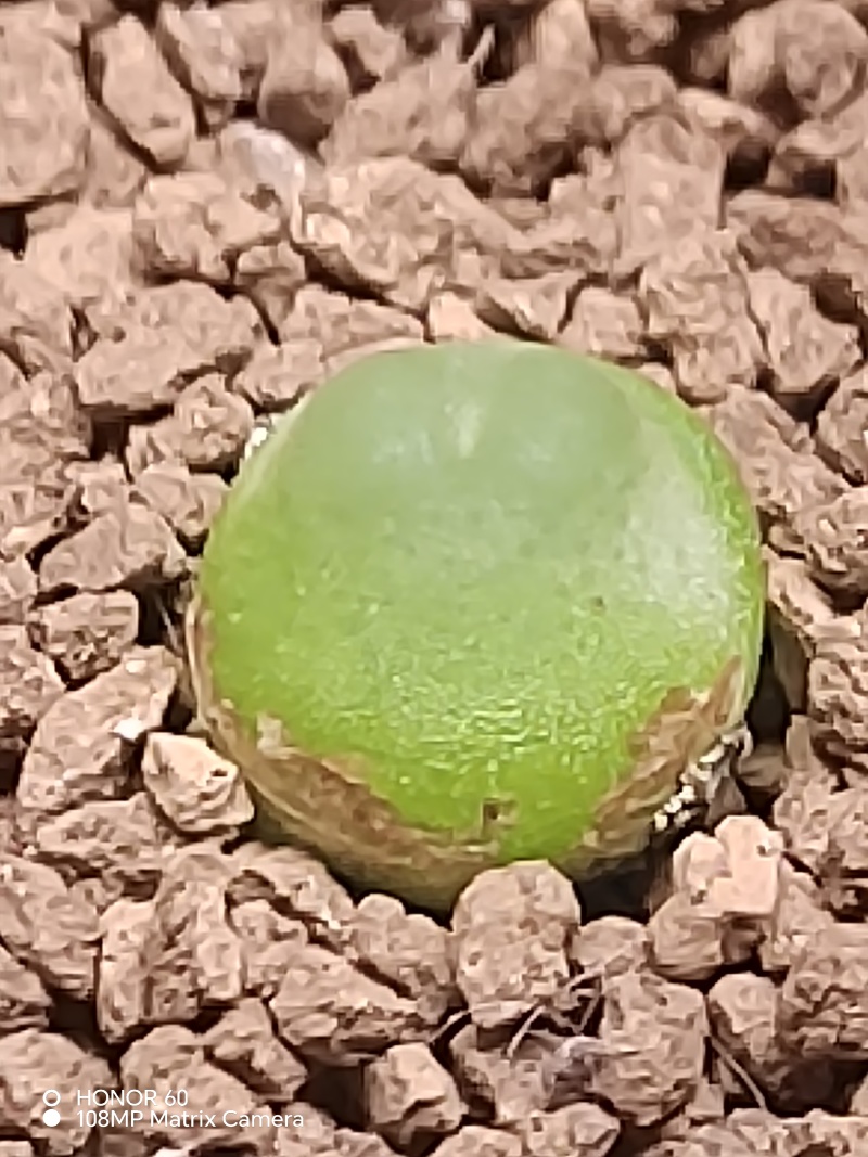 肉锥拉登二年苗包邮。