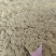 蒲黄