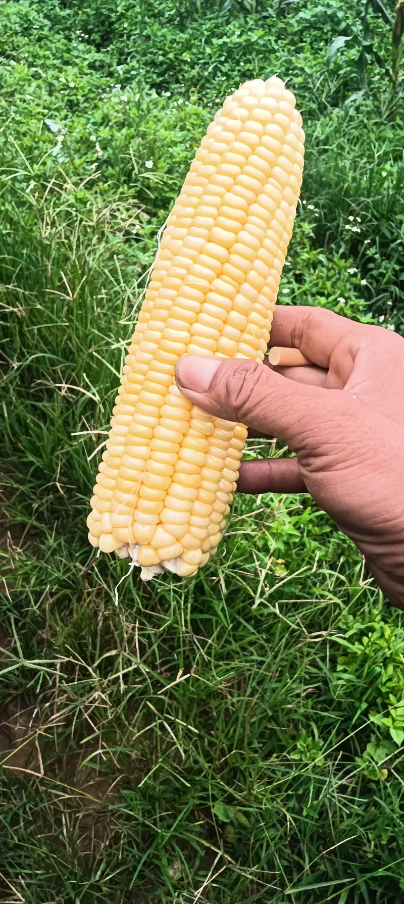 云南红河太阳花玉米