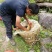 深山纯正野蜂蜜