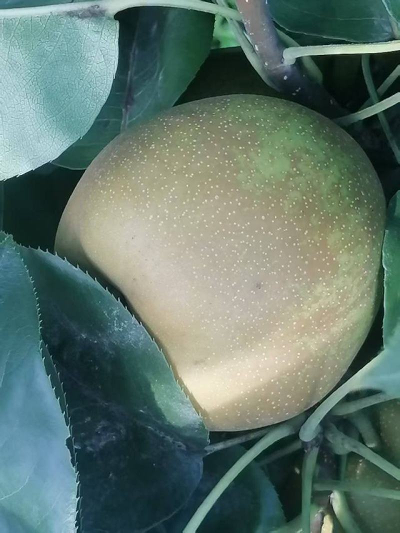 湖北省荆门市翠冠梨