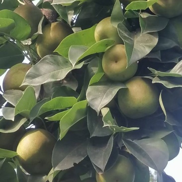 湖北省荆门市翠冠梨