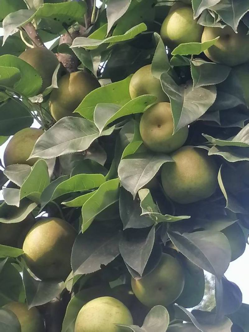 湖北省荆门市翠冠梨