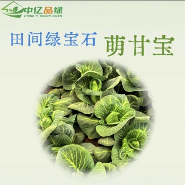 天津精品牛心甘蓝大量上市，欢迎各位老板前来采购
