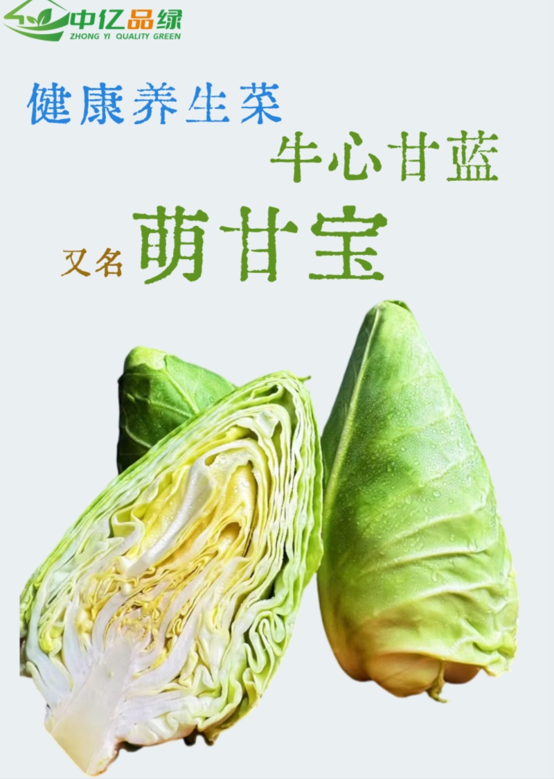 天津精品牛心甘蓝大量上市，欢迎各位老板前来采购